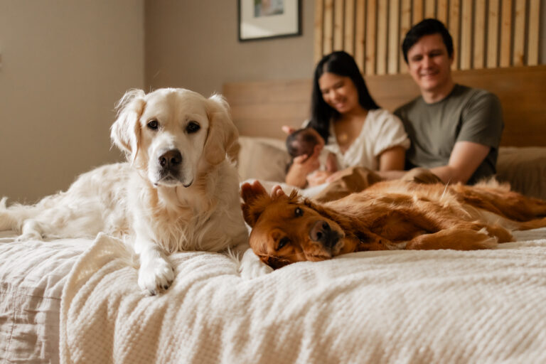 Seattle in home newborn photography session with dogs